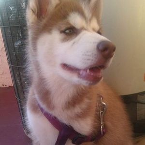 Meet your Posher, MamaBrax